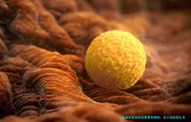 马来西亚供卵试管费用揭秘：多少钱能圆生育梦？