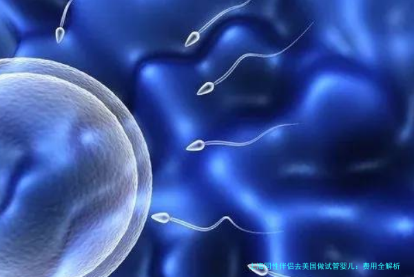 上海同性伴侣去美国做试管婴儿：费用全解析与实用指南