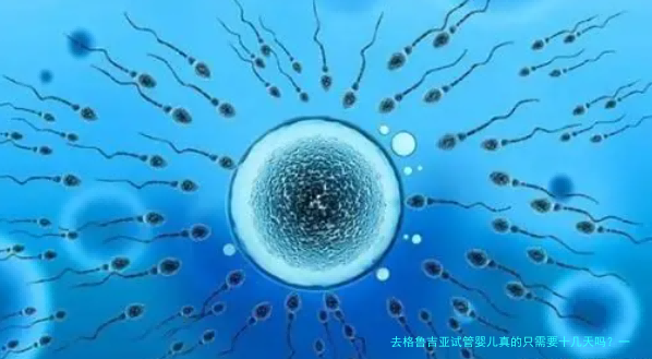 去格鲁吉亚试管婴儿真的只需要十几天吗？一个过来人的详细解答