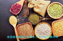 泰国做试管婴儿收费多少？2026年费用明细与避坑指南