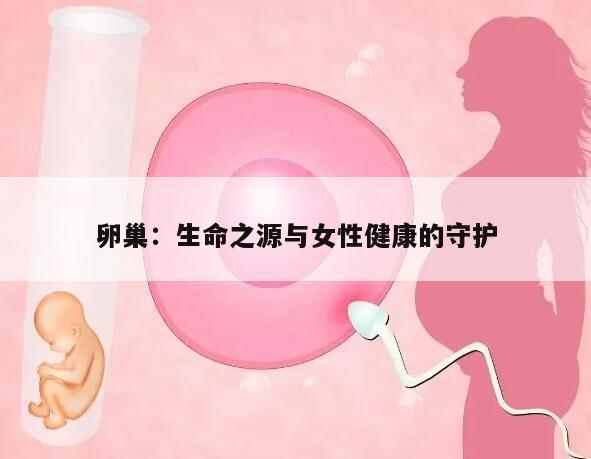 卵巢：生命之源与女性健康的守护