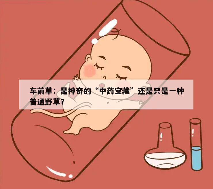 车前草：是神奇的“中药宝藏”还是只是一种普通野草？