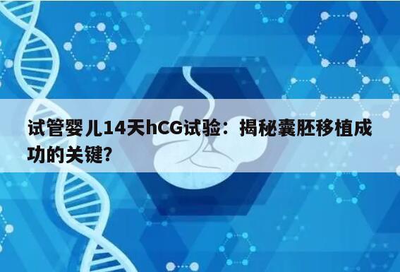 试管婴儿14天hCG试验：揭秘囊胚移植成功的关键？