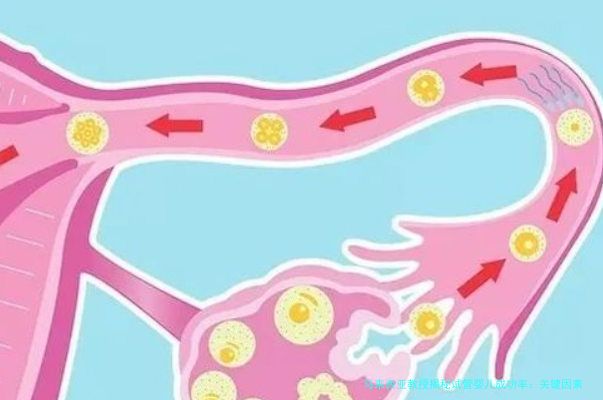 马来西亚教授揭秘试管婴儿成功率：关键因素与实用指南