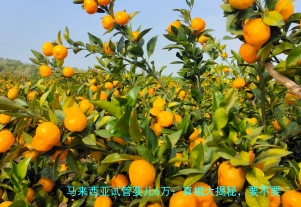 马来西亚试管婴儿6万:真相大揭秘,要不要信?