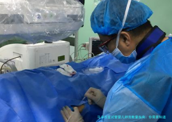 马来西亚试管婴儿卵泡数量指南：你需要知道的一切