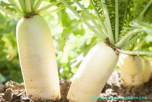 美国试管婴儿移植成功率：深度解析与实用指南