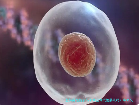肥胖男性能去马来西亚做试管婴儿吗？寿命又如何影响？