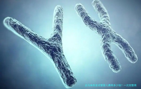 去马来西亚试管婴儿费用多少钱？一次完整周期需要多少？