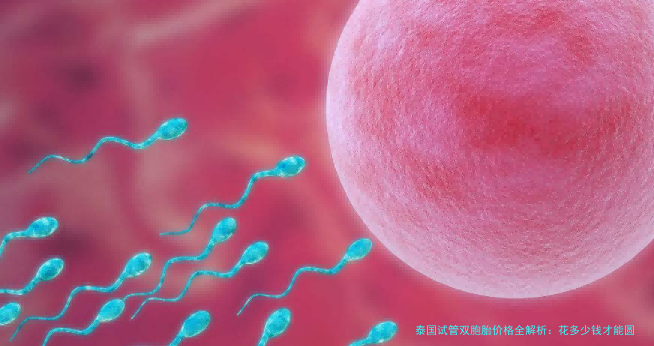 泰国试管双胞胎价格全解析:花多少钱才能圆梦?