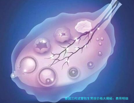 泰国三代试管包生男孩价格大揭秘:费用明细、影响因素与避坑指南
