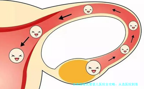去美国做试管婴儿医院全攻略：从选医院到落地实操