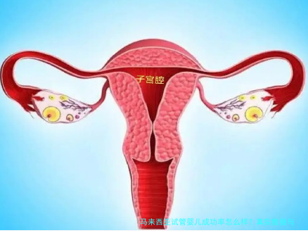 马来西亚试管婴儿成功率怎么样？真实数据与细节分析