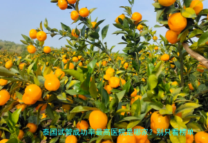 泰国试管成功率最高医院是哪家?别只看榜单,这份真实攻略请收好