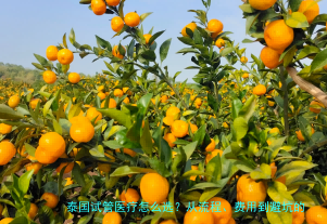 泰国试管医疗怎么选?从流程、费用到避坑的一次说清